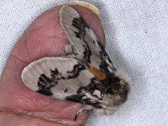 Iropoca rotundata