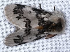 Iropoca rotundata