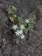 Stellaria eschscholtziana
