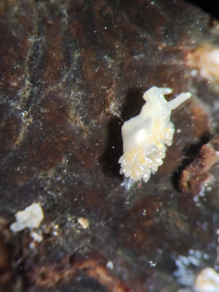 Coryphella athadona