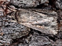 Persectania dyscrita