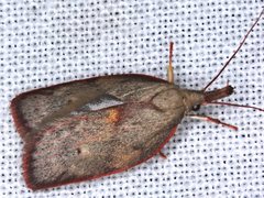 Enchocrates glaucopis