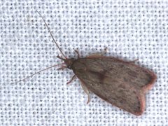 Enchocrates glaucopis