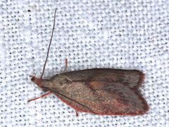 Enchocrates glaucopis