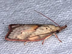 Enchocrates glaucopis