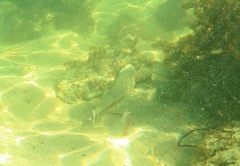 Platycephalidae