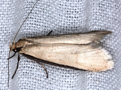 Philobota hypocausta