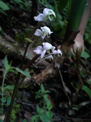 Disperis thorncroftii