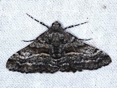 Gastrinodes argoplaca
