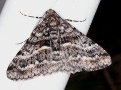 Gastrinodes argoplaca