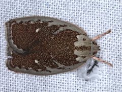 Euchaetis rhizobola