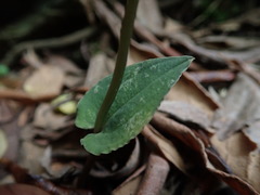 Disperis thorncroftii