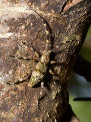 Hexatricha pulverulenta