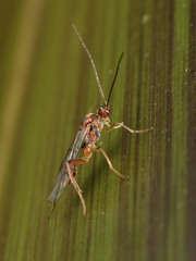 Meteorus pulchricornis