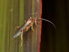 Meteorus pulchricornis
