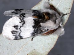 Iropoca rotundata