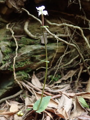 Disperis thorncroftii