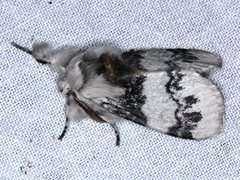 Iropoca rotundata