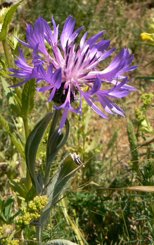 Centaurea fuscomarginata, photograph 3