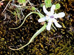 Wurmbea biglandulosa