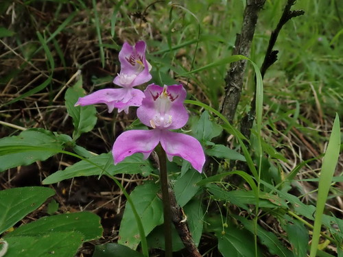 Image of Disperis virginalis by no rights reserved