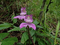 Disperis virginalis