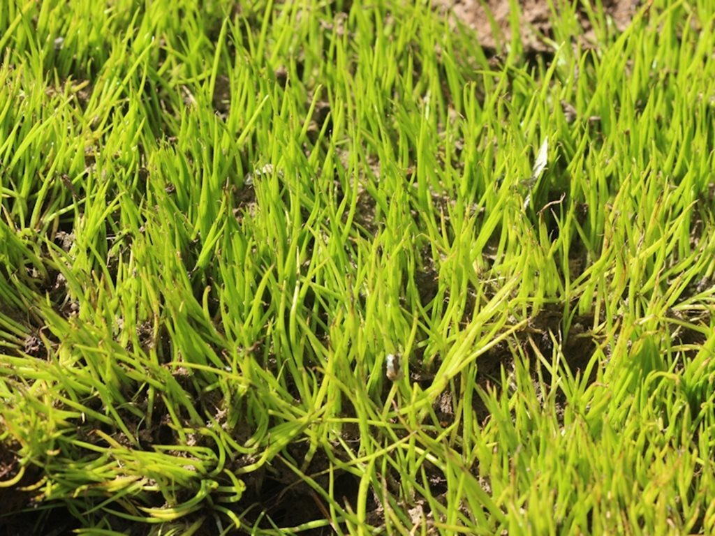 Small Quillwort