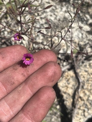 Image of Erythranthe discolor by (c) T. J. Samojedny, some rights reserved (CC BY)