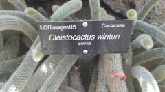 Cleistocactus winteri