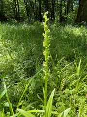 Huron green orchid (Platanthera huronensis)