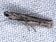 Homoeosoma vagella