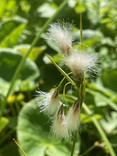 Thinleaf cottonsedge (Eriophorum viridicarinatum)