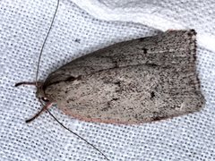 Euchaetis inceptella