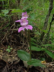 Disperis virginalis
