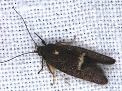 Leistomorpha brontoscopa