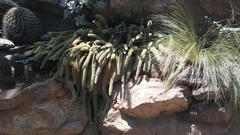 Cleistocactus winteri