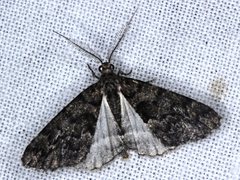 Lipogya exprimataria