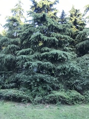 Cedrus