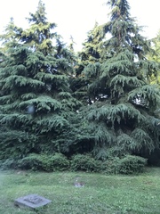 Cedrus