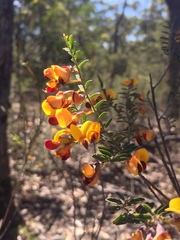 Bossiaea heterophylla