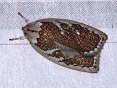 Euchaetis rhizobola