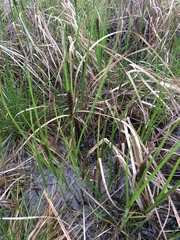 Carex sartwellii