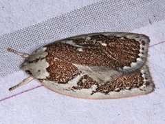 Euchaetis rhizobola