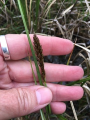Carex sartwellii