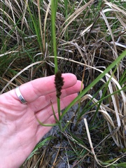 Carex sartwellii