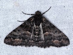 Gastrinodes argoplaca