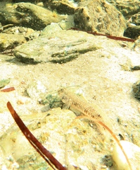 Favonigobius lateralis