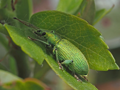Phyllobius maculicornis