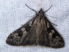 Nomophila corticalis