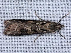 Nomophila corticalis
